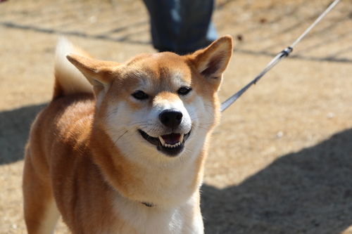 我が家に子犬がやってきた_f0245650_8444662.jpg