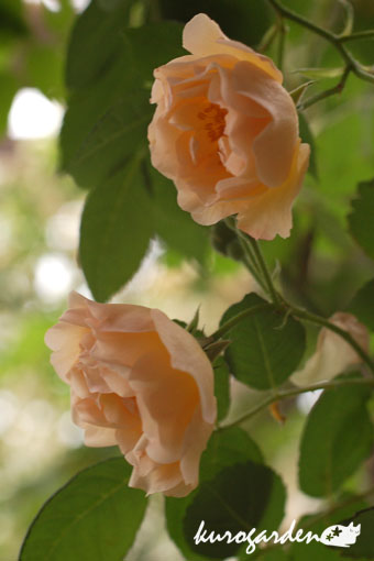 e0119151_19101083.jpg