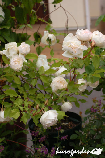 e0119151_19101790.jpg