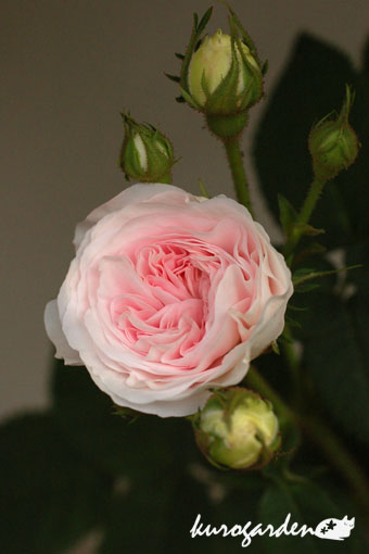 e0119151_1910532.jpg