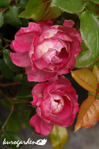 e0119151_1910747.jpg