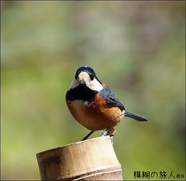 ヤマガラ　～春の金剛山（10）_f0140054_8193737.jpg