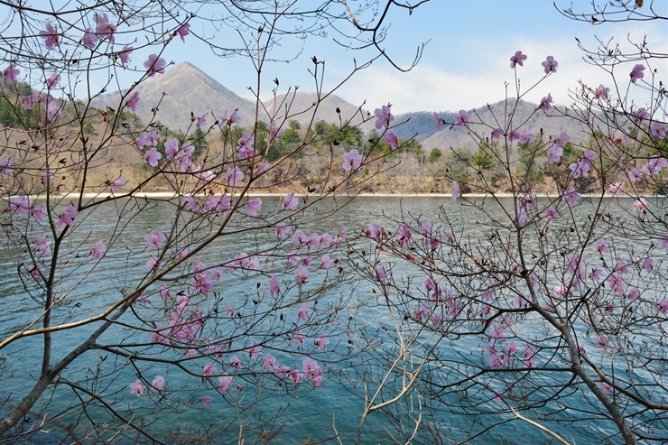 奥日光 中禅寺湖 狢窪 ~ヤシオツツジ~_f0222161_10461564.jpg