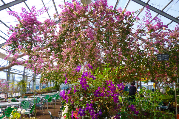 Bougainvillea_a0024167_19415576.jpg