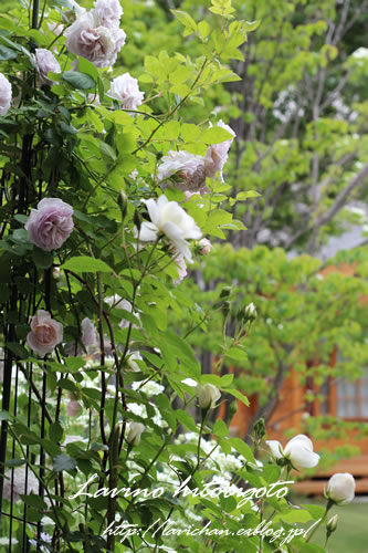 薔薇たちに ため息 5年目のお庭 らびのひとりごと