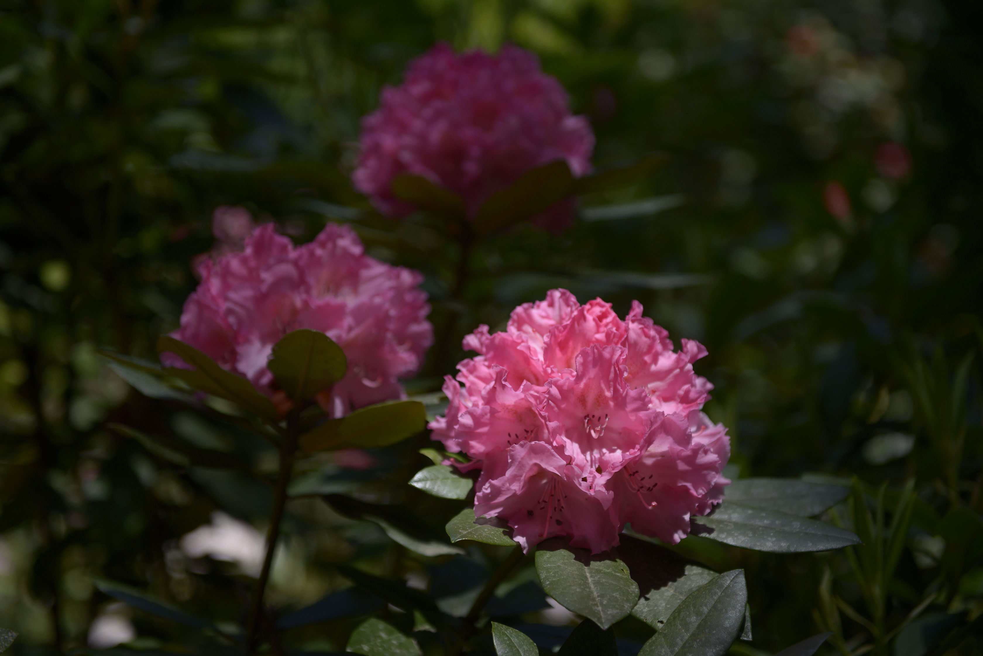 c0232370_9332258.jpg