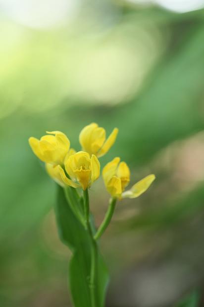 身近に咲く野草_e0304170_1944371.jpg