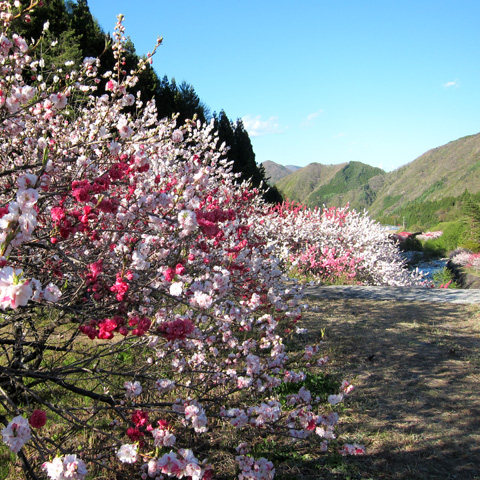 【 恵那山の麓で花桃が満開☆ 】_f0202271_0141891.jpg