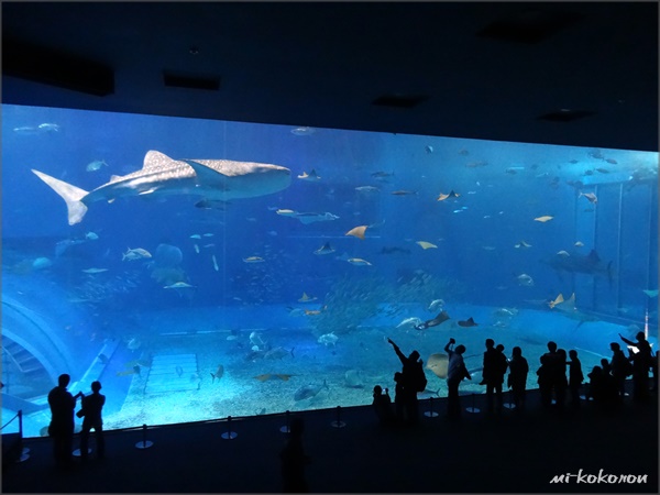 沖縄２日目　～美ら海水族館～_d0140680_395466.jpg