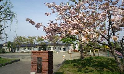 公園では山桜が満開です。_d0261484_16481596.jpg