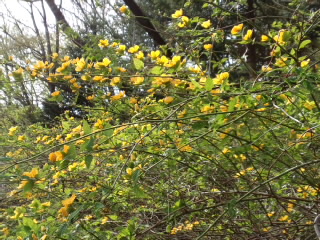 ヤマブキの咲く頃_d0027486_1735268.jpg