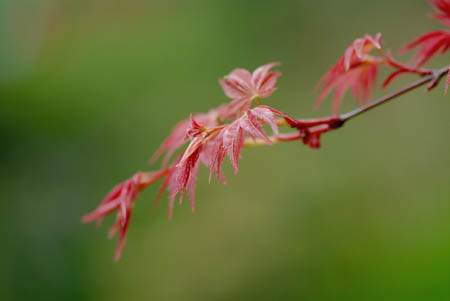 向島百花園_d0085887_22574342.jpg