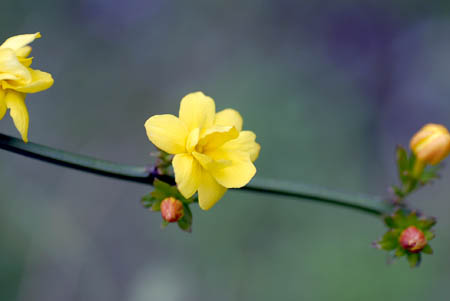 向島百花園_d0085887_22581960.jpg