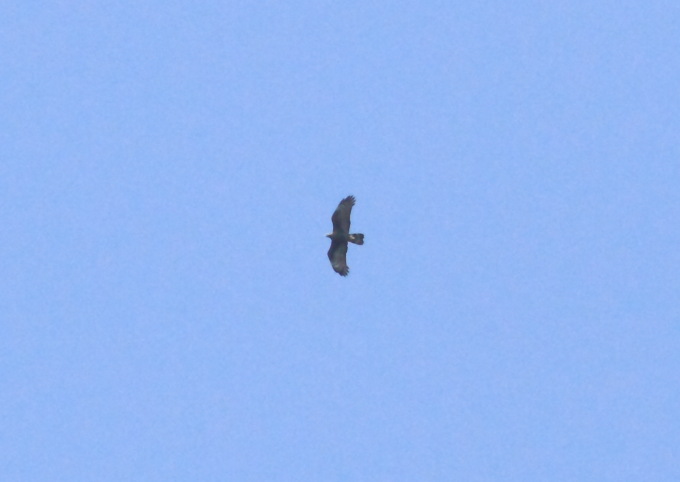 e0123889_21514135.jpg