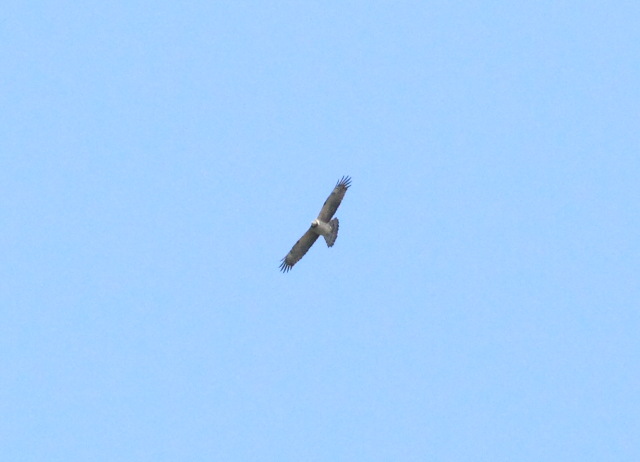 e0123889_21515181.jpg