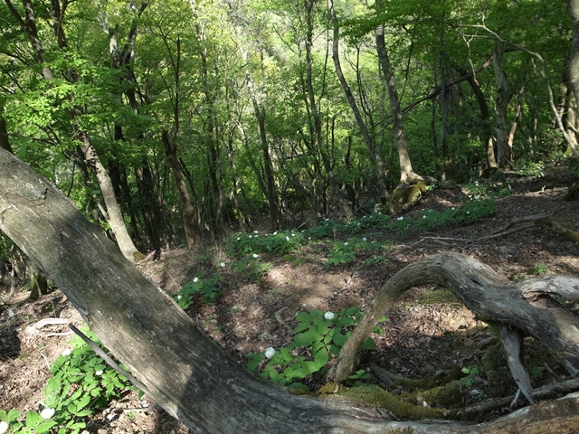 e0271890_2042279.jpg