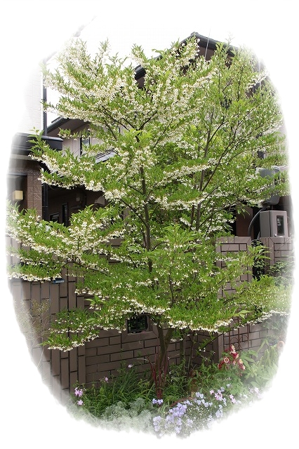 a0123003_2264269.jpg