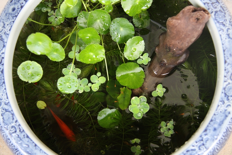 火鉢 メダカ鉢 金魚鉢 手あぶり 染付 亀 水草 水中図 火鉢 メダカ鉢 金魚鉢 手あぶり 染付 亀 水草 水中図（火鉢水槽