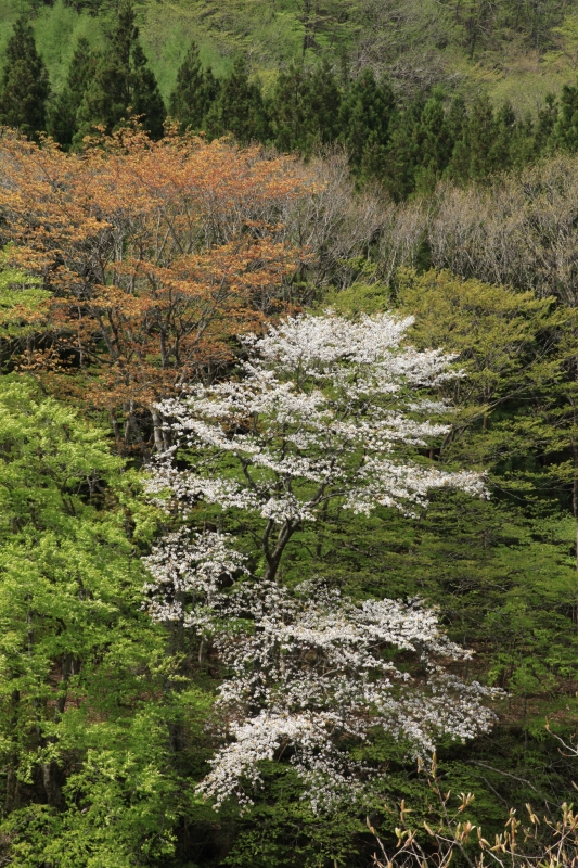 新緑と山桜（大東岳撤退）_b0050305_043612.jpg