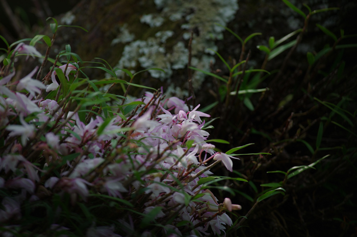 ４月の東慶寺　4_b0151409_237119.jpg