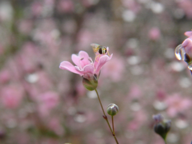 霞草 （かすみそう）ピンク系…2013・5・11_f0231709_135144.jpg