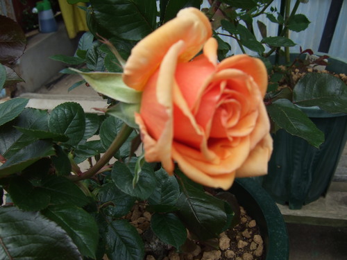 b0107310_9334154.jpg
