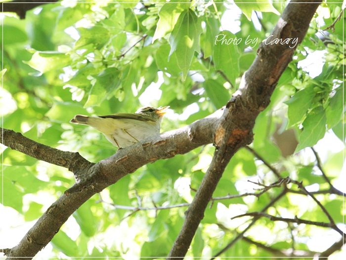 センダイムシクイ　夏の鳥　2013春の渡り 初撮り　（５/８撮影）　2013/5/10_d0129921_1502351.jpg