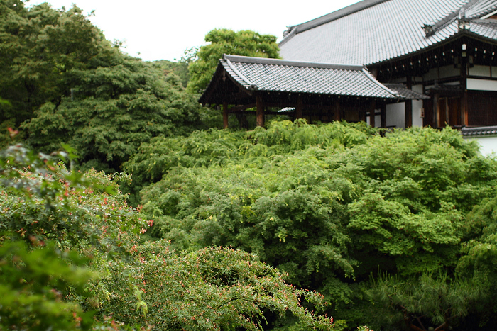 雨の東福寺・通天橋（後編）_b0169330_0232520.jpg