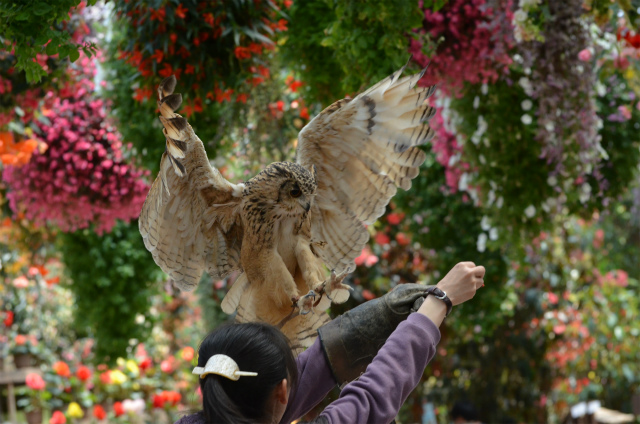 富士花鳥園_c0218031_13321179.jpg