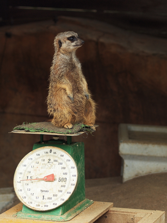  いきなり動物園で撮影会_e0324435_2203713.jpg