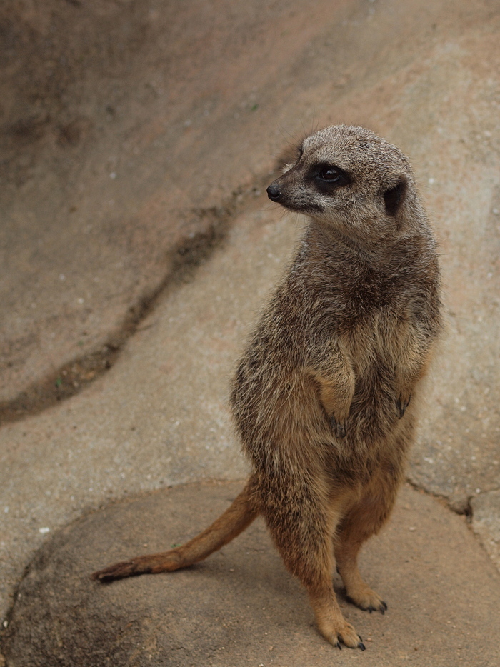  いきなり動物園で撮影会_e0324435_2251095.jpg