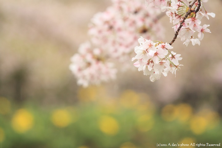 菜の花と桜_c0244037_2274845.jpg