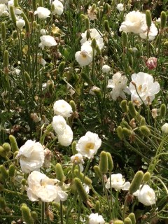 The Flower Fields, Carlsbad 〜Ranunculusに囲まれるの巻〜_d0114237_1355044.jpg