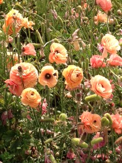 The Flower Fields, Carlsbad 〜Ranunculusに囲まれるの巻〜_d0114237_1364628.jpg