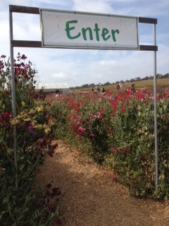 The Flower Fields, Carlsbad 〜Ranunculusに囲まれるの巻〜_d0114237_1392088.jpg