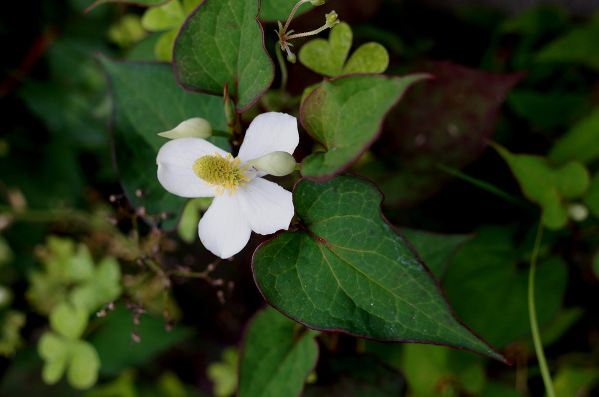 SONY α NEX-6 #17〜リアル・プレビューとピーキング_b0060239_20274528.jpg