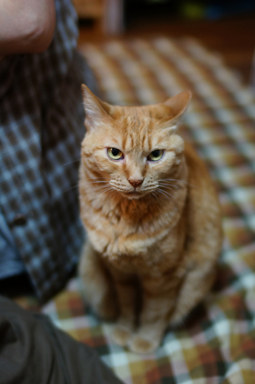 SONY α NEX-6 #17〜リアル・プレビューとピーキング_b0060239_20274875.jpg