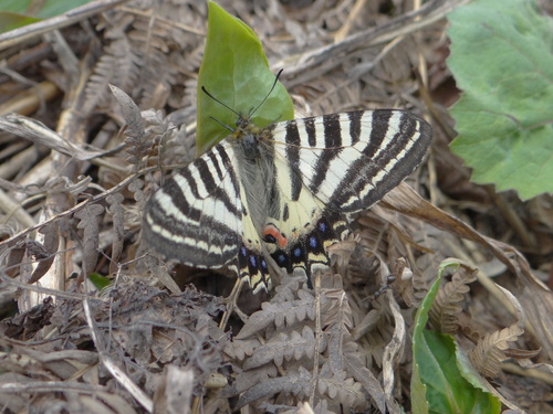 ヒメギフチョウ　5月10日白馬村にて_d0254540_5205480.jpg