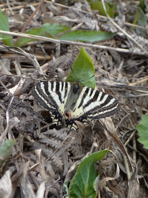 ヒメギフチョウ　5月10日白馬村にて_d0254540_5252496.jpg