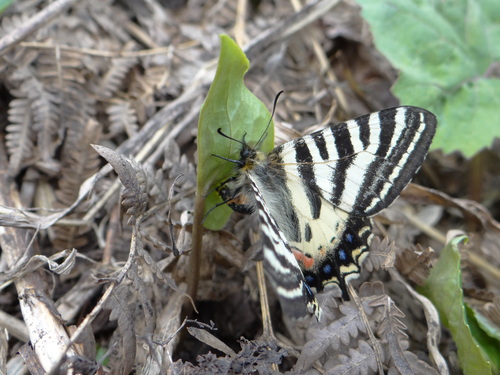 ヒメギフチョウ　5月10日白馬村にて_d0254540_529295.jpg