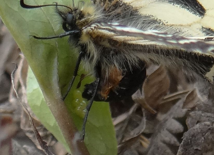 ヒメギフチョウ　5月10日白馬村にて_d0254540_535749.jpg