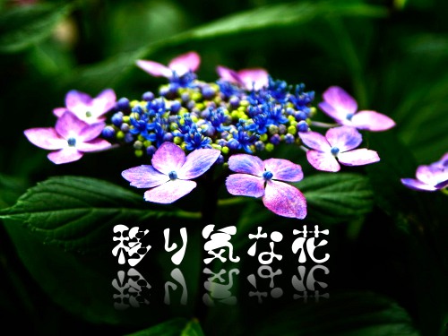 Gimp テキストの鏡像反転 レイヤーマスクをかける 勿 忘 草 Gimp テキストの鏡像反転 レイヤーマスクをかける 勿 忘 草