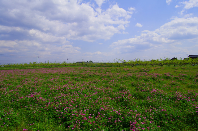 d0186245_11203431.jpg