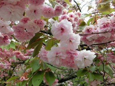 きよさと湖と花の森公園_f0019247_04209.jpg