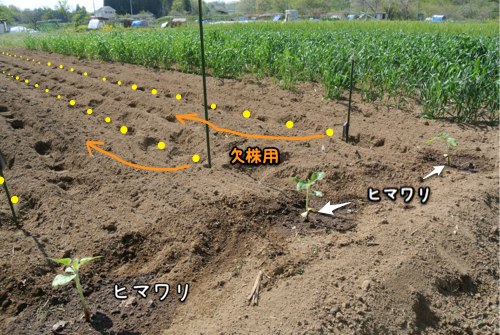 穀類専用畑Cの記録_c0063348_7261963.jpg