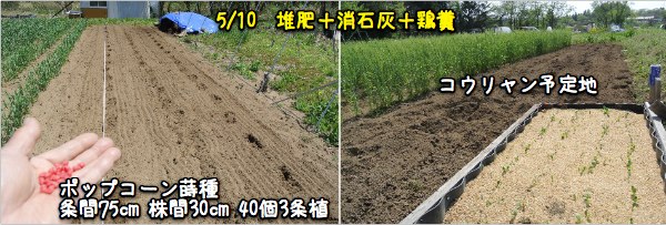 穀類専用畑Cの記録_c0063348_7262184.jpg