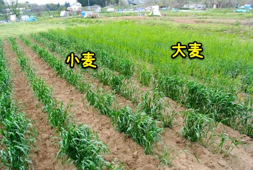穀類専用畑Cの記録_c0063348_7262683.jpg