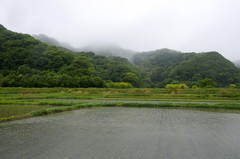 雨の一日_c0238352_17484587.jpg