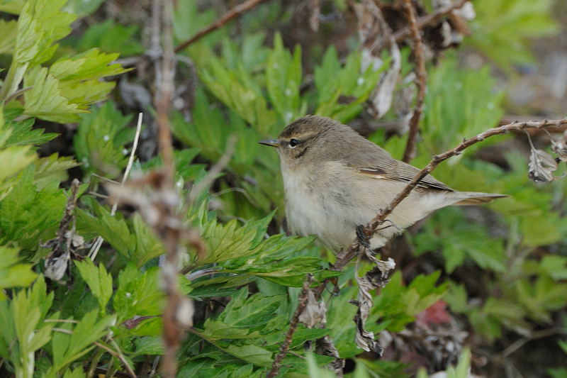 舳倉島にて ２ チフチャフ ヤブサメとウグイス 湘南ｂｉｒｄｅｒ