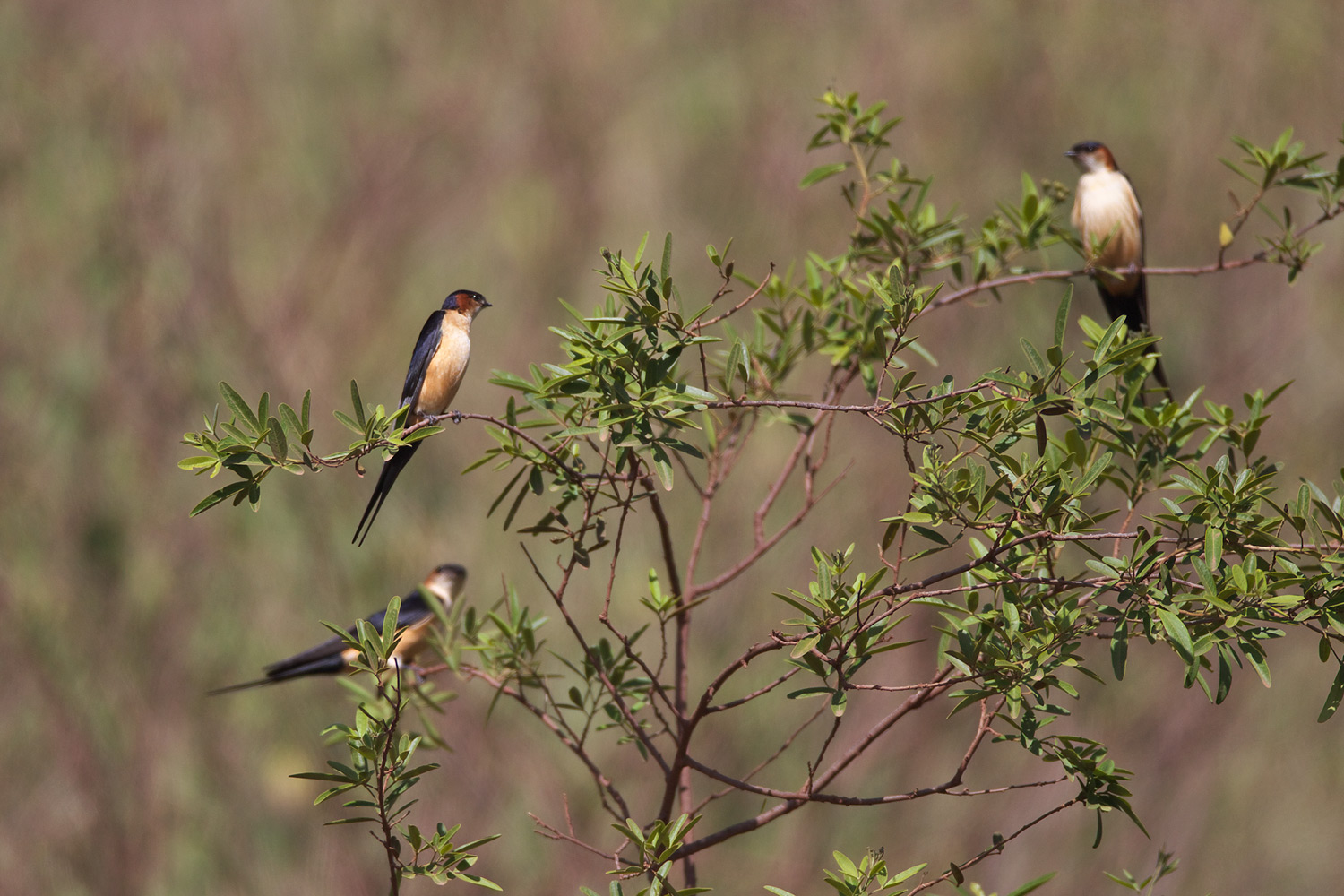 アフリカコシアカツバメ（Mosque Swallow ）_d0013455_15164334.jpg